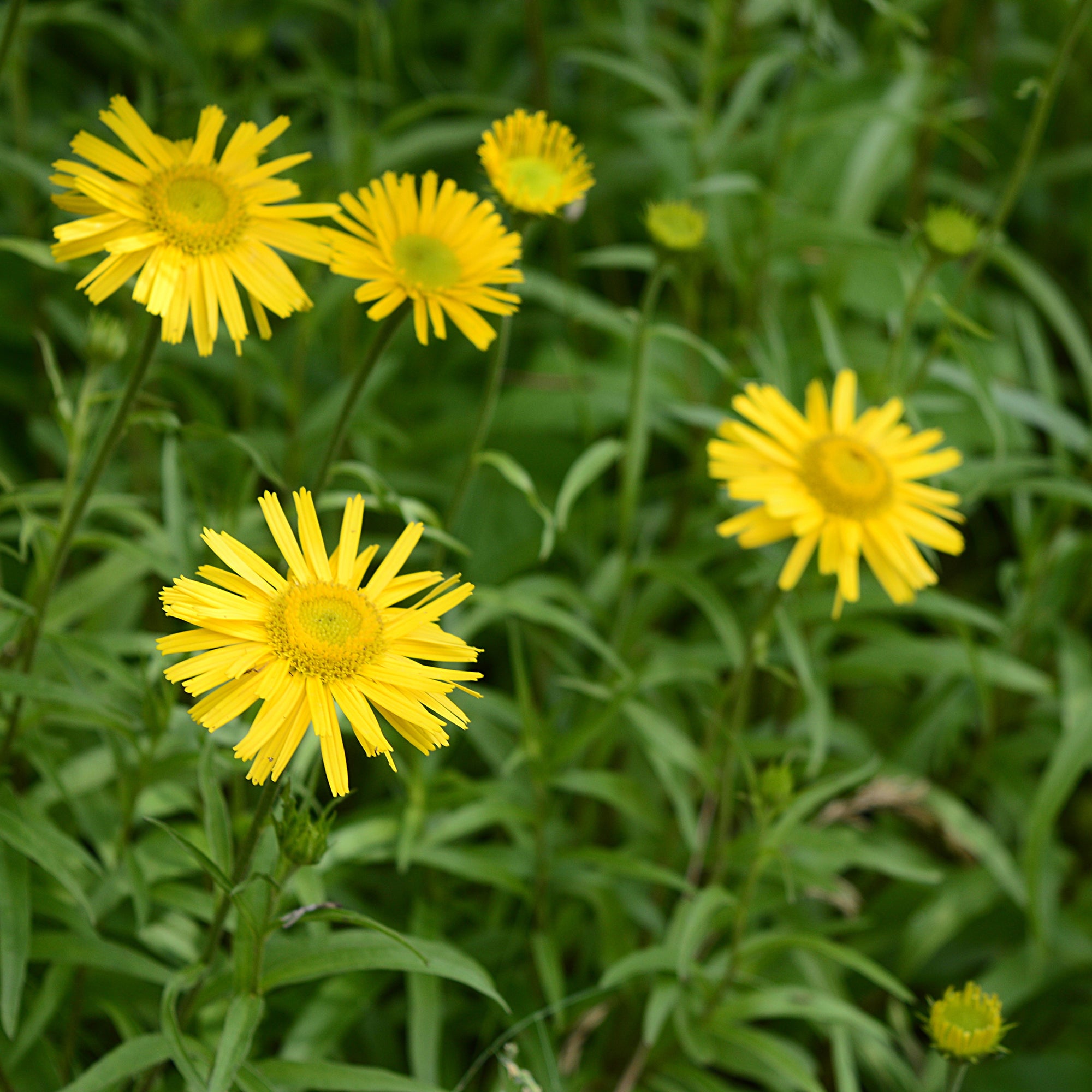 Bakker Oeil de boeuf jaunes vivace pot Ø 9cm floraison mai-septembre