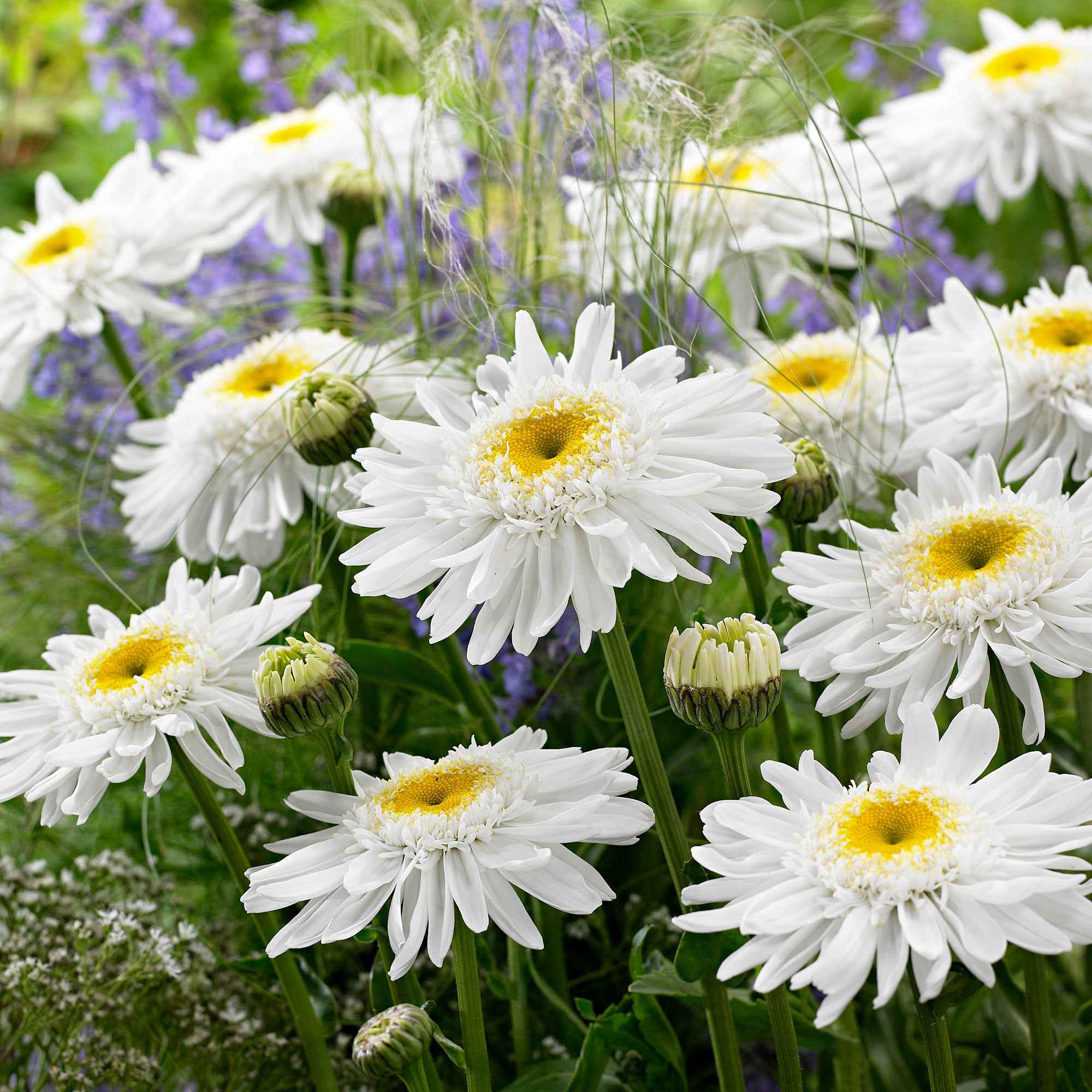 Bakker Marguerite Wirral Supreme vivace pot Ø9cm blanche double été
