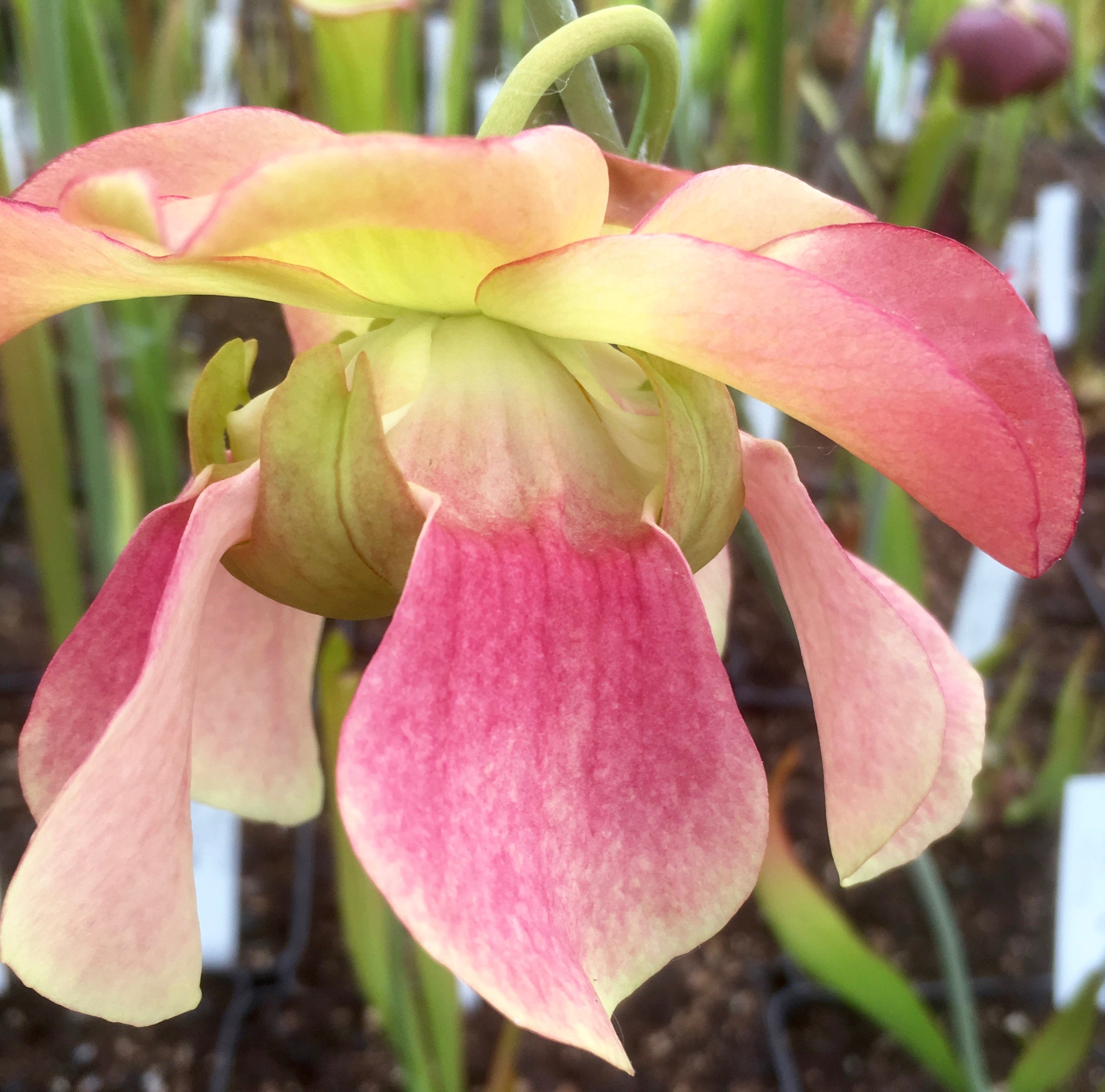 Carniflore Sarracenia x areolata Uncle Jim plante carnivore
