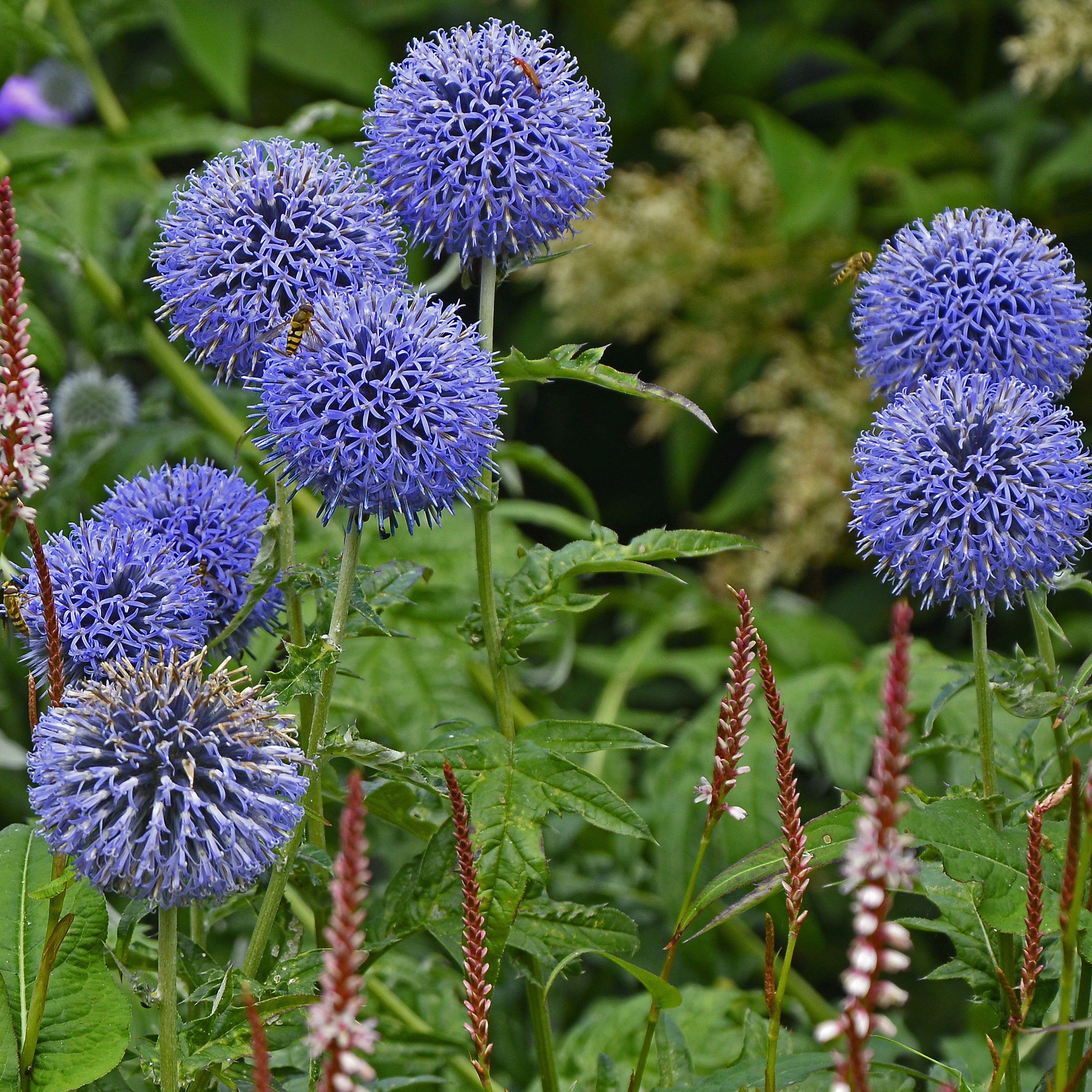 Bakker Veitch's Blue boules azurées pot 9cm bleu acier
