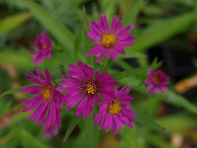 Passion Vivaces Aster dumosus Purple Diamond plante vivace godet violet