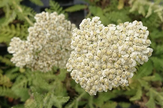 Passion Vivaces Achillea Odorata achillée plante vivace pépinière