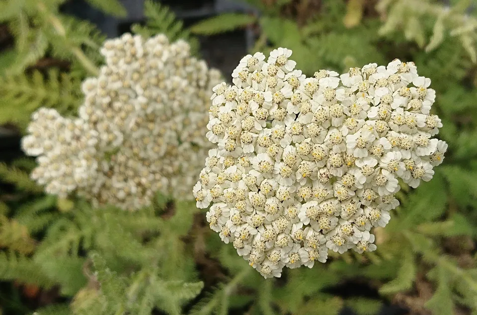 Passion Vivaces Achillea Odorata achillée plante vivace pépinière