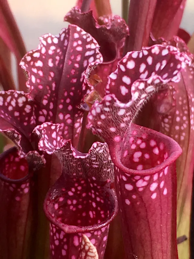 Carniflore Sarracenia x stevensii plante carnivore 1 point rouge