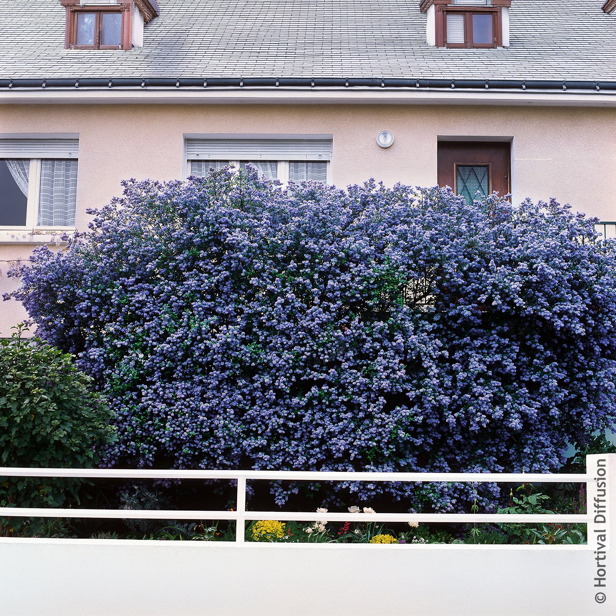 Bakker Céanothe Trewithen Blue arbuste pot 4,5 L bleu intense