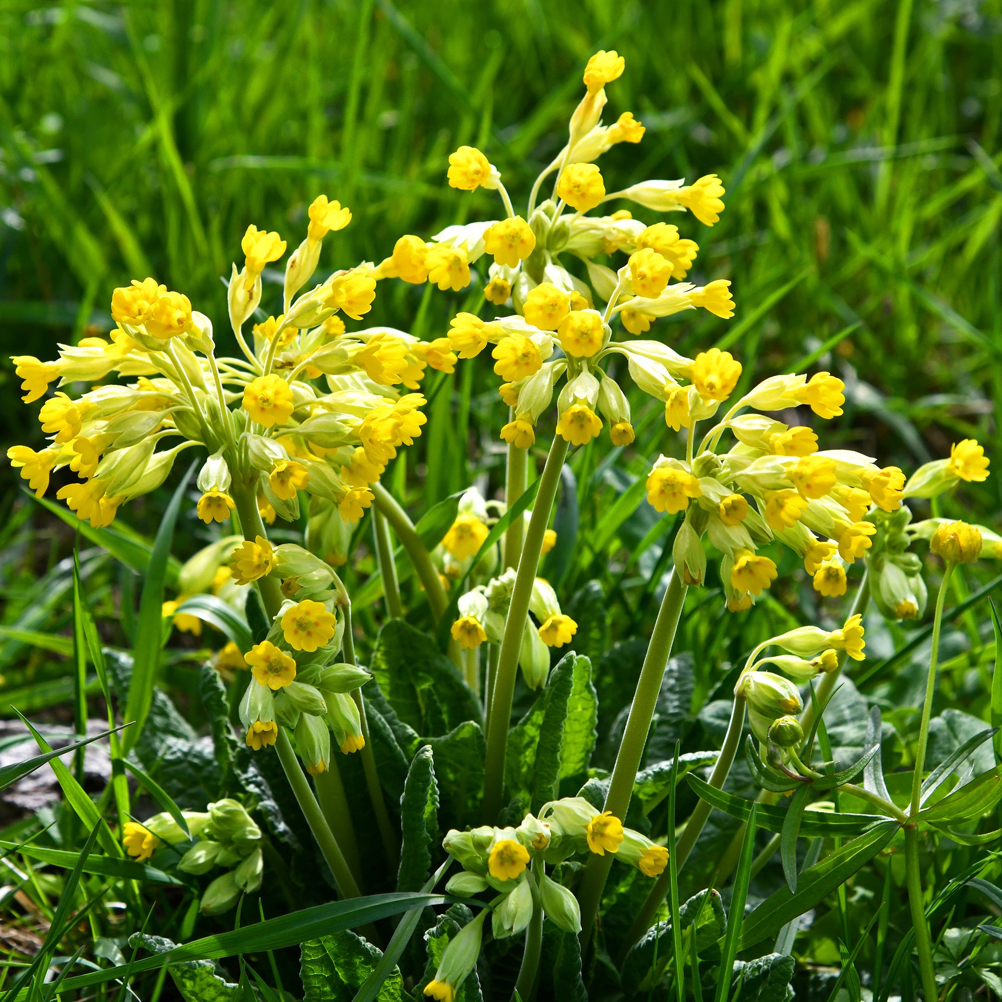 Bakker Primevère Coucou vivace pot 9cm fleurs jaunes