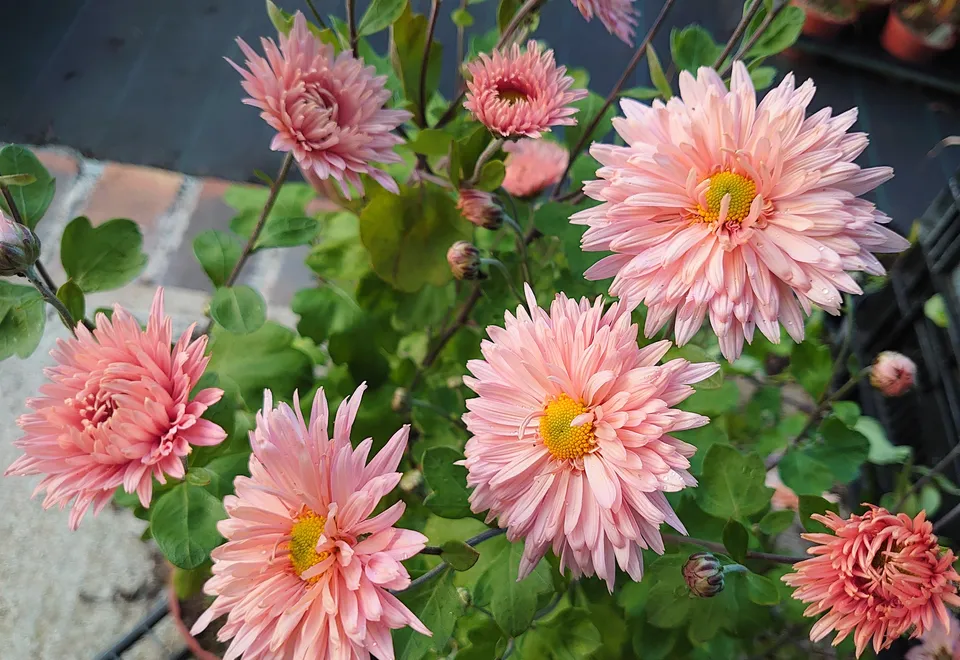 Passion Vivaces chrysanthème Esther plante vivace pot 1L rose abricot