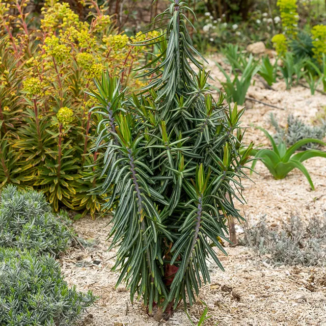 Bakker Plantes vivaces Euphorbe des Jardins Epurge pot 9cm