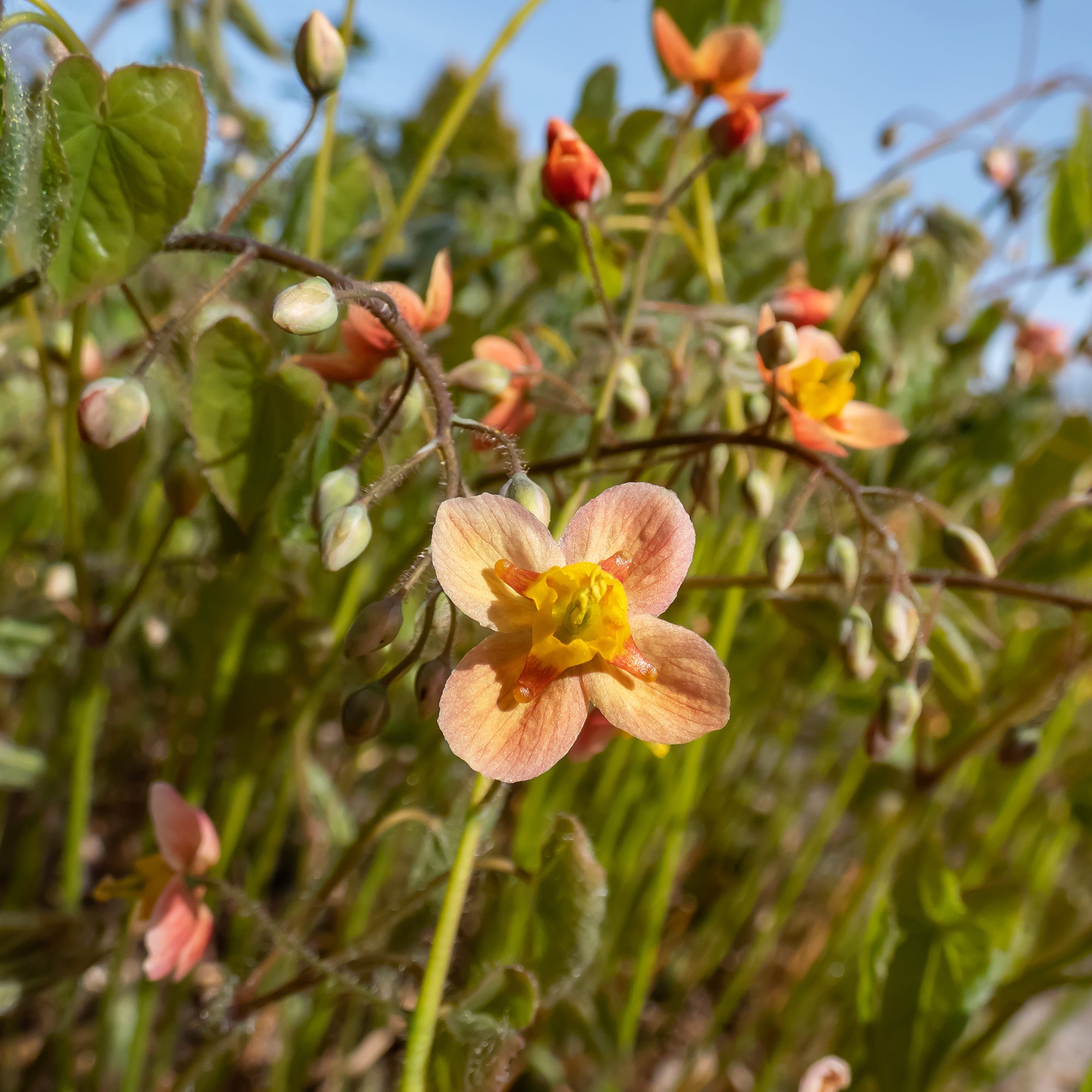Bakker Epimedium warleyense vivace pot Ø 9 cm orange