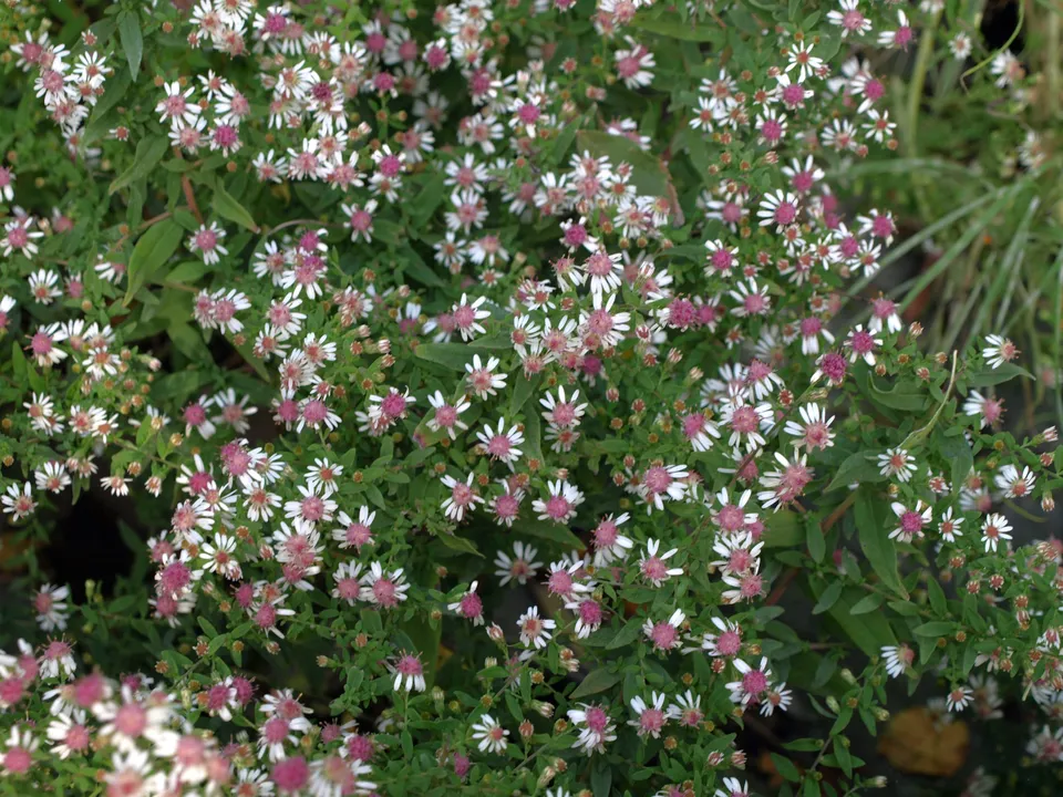 Aster Horizontalis plante vivace godet fleurs blanches 10 mm