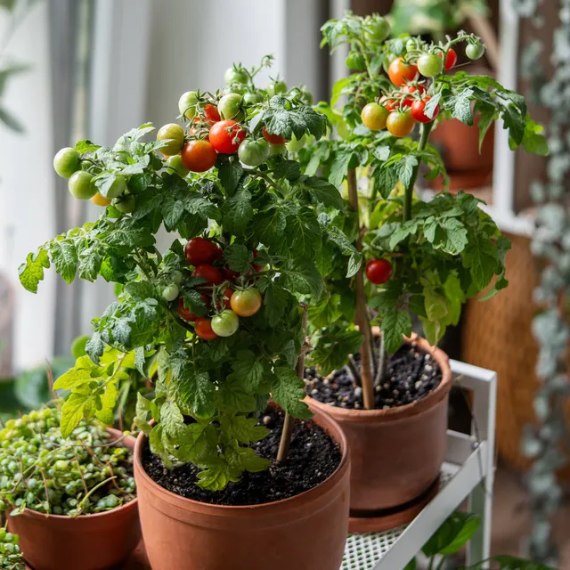 Bakker Tomate cerise Tiny Tim graines 0,5g pour balcon