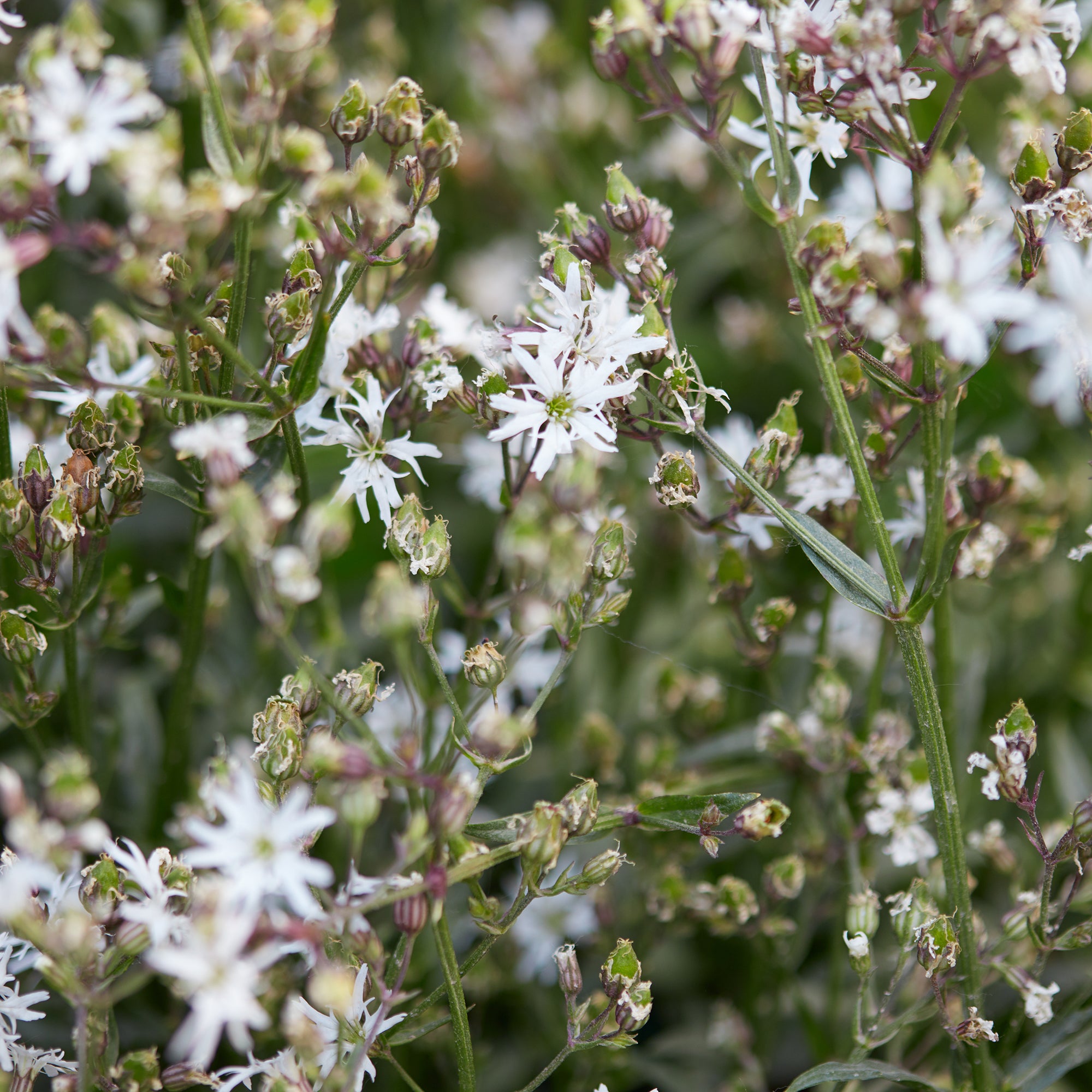 Bakker Lychnis White Robin plante vivace pot 9cm blanc