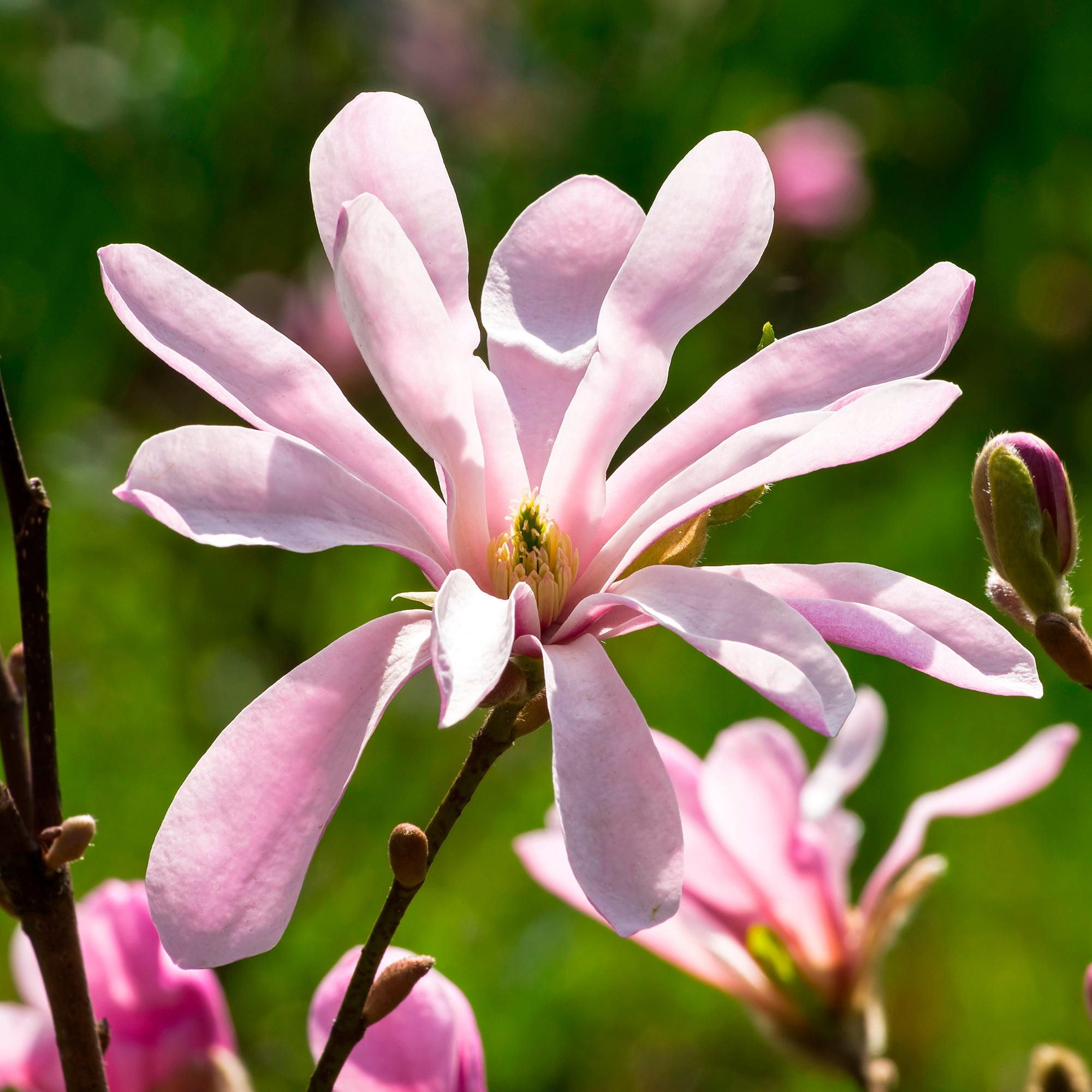 Bakker Magnolia Leonard Messel arbuste pot 4,5L rose