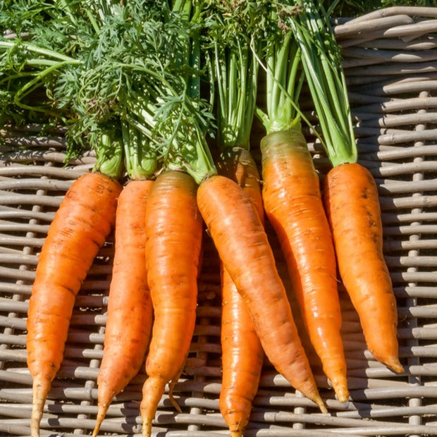 Bakker Potager Carotte Colmar cœur rouge 2 sachet 200 graines