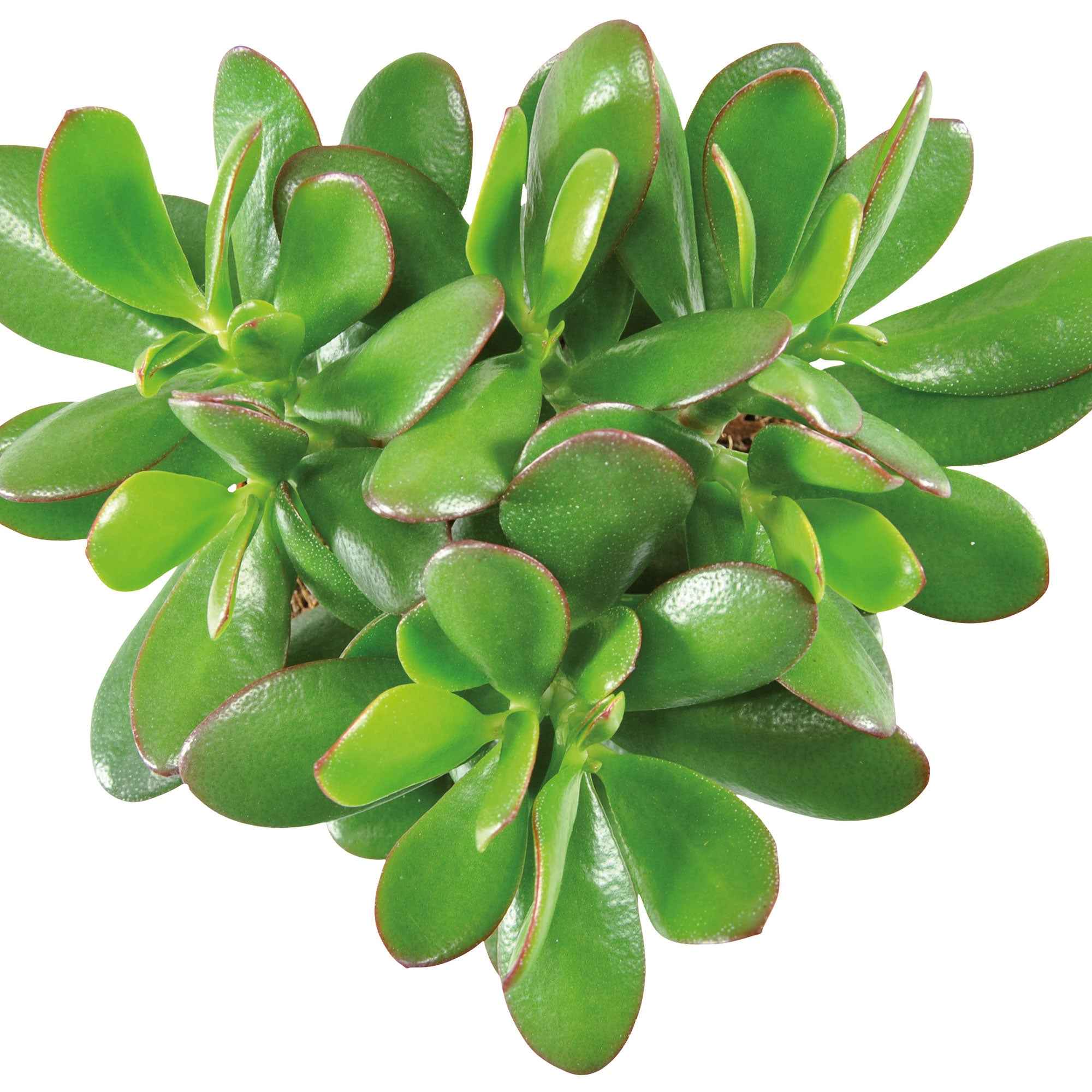 Bakker Crassula ovata argentea plante grasse pot Ø12cm