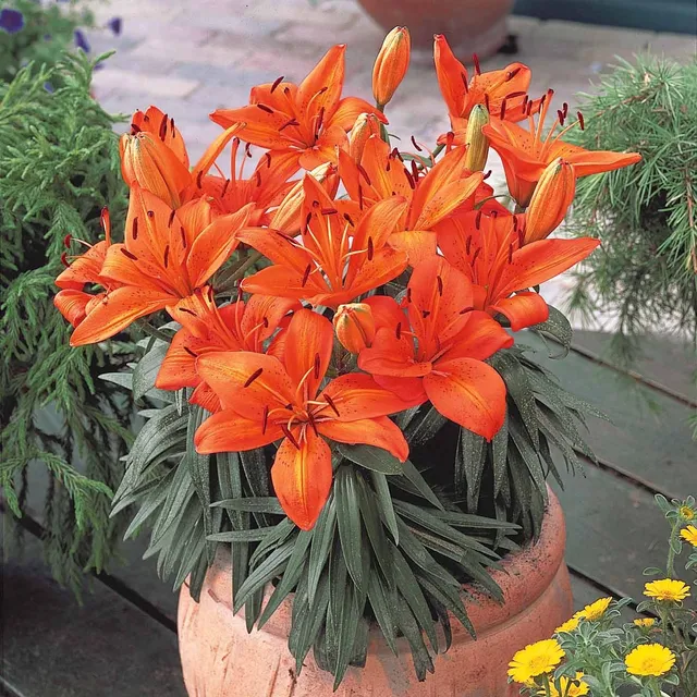 Bakker 3 Lis orange bulbes fleurs sachet 3 orange 60cm