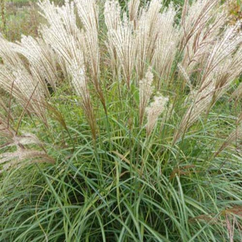 Bakker Eulalie China Miscanthus graminée pot 9cm rouge