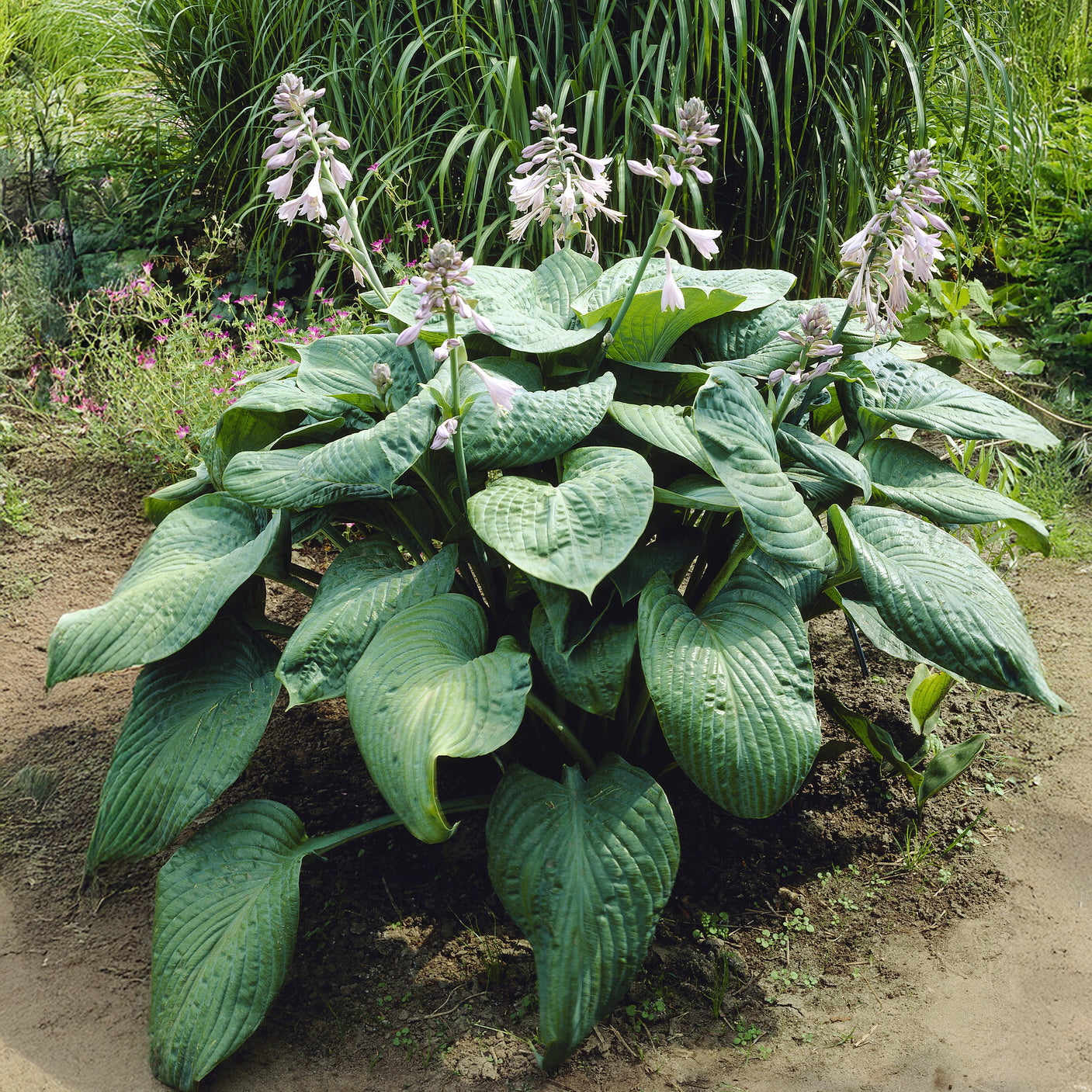 Bakker Hosta Blue Umbrellas funkia pot 9cm feuillage bleu