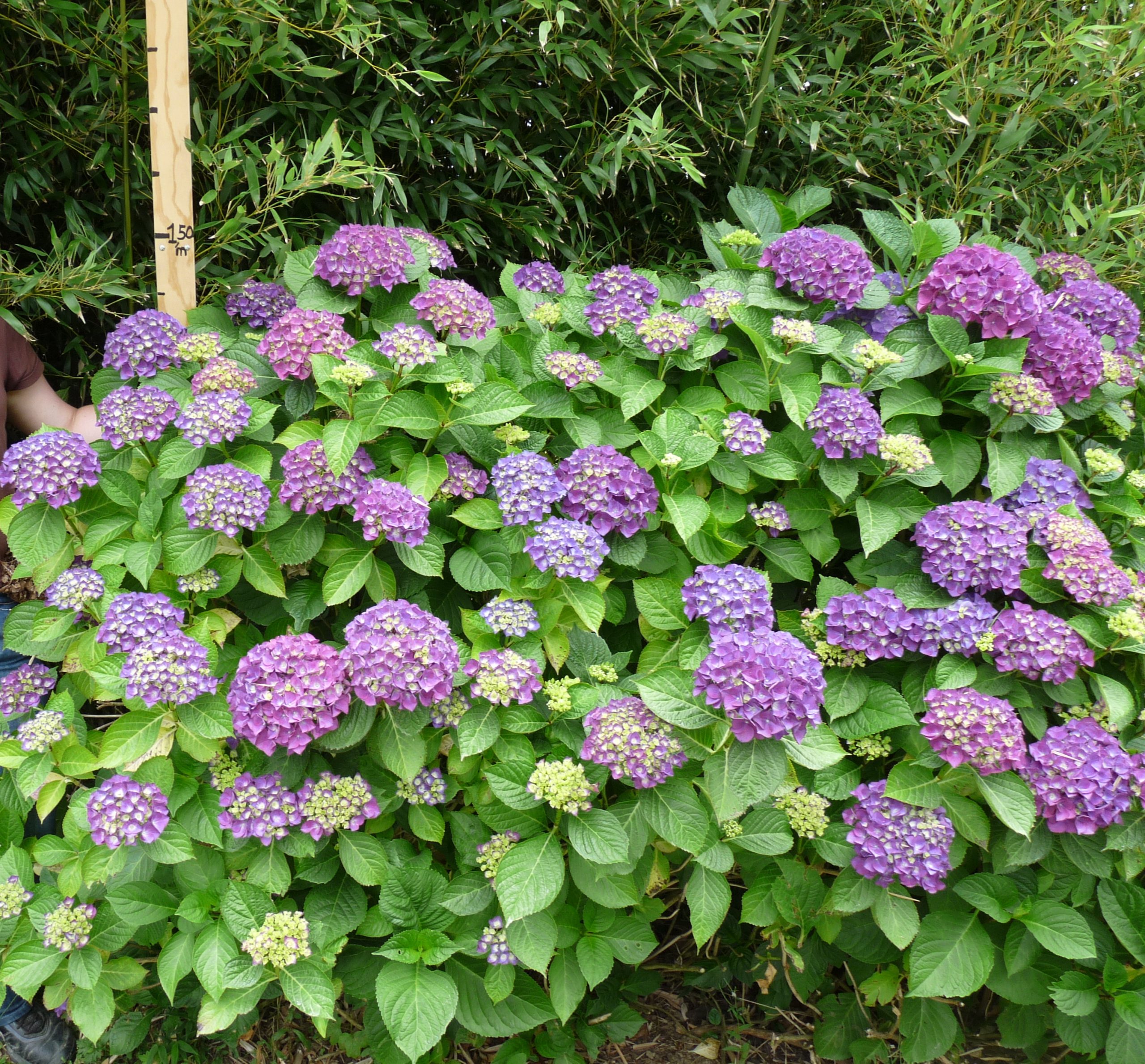 Les Hortensias du Haut Bois Glarnish hortensia fleurs rondes