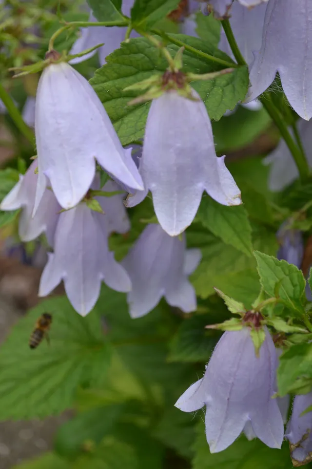 Passion Vivaces Campanula Swannables plante vivace godet fleurs mauve