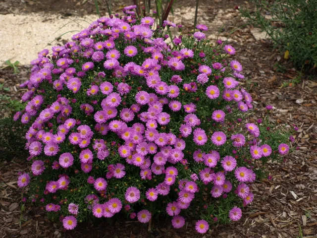 Passion Vivaces Aster dumosus Heinz Richard plante vivace godet rose