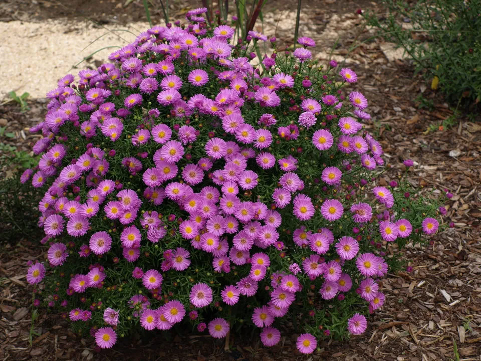 Passion Vivaces Aster dumosus Heinz Richard plante vivace godet rose