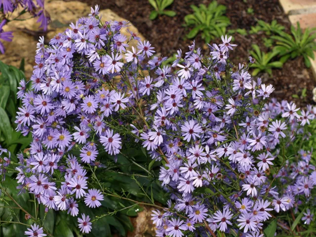 Passion Vivaces Aster Little Carlow plante vivace godet bleu tendre
