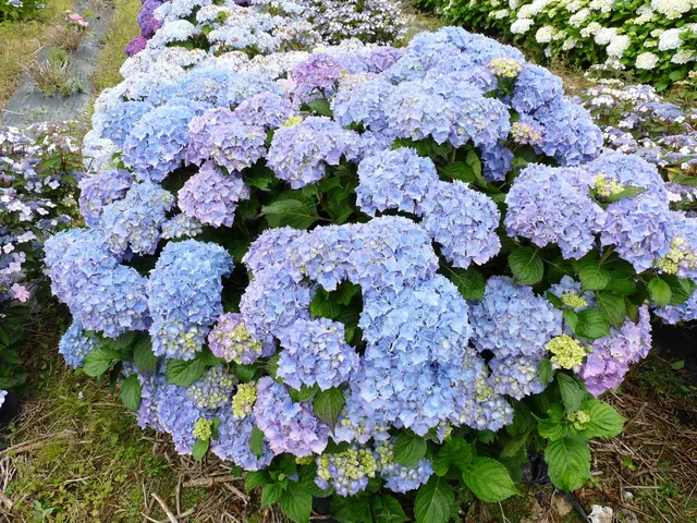 Les Hortensias du Haut Bois Altona hortensia fleurs rondes rose