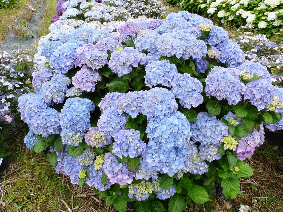 Les Hortensias du Haut Bois Altona hortensia fleurs rondes rose