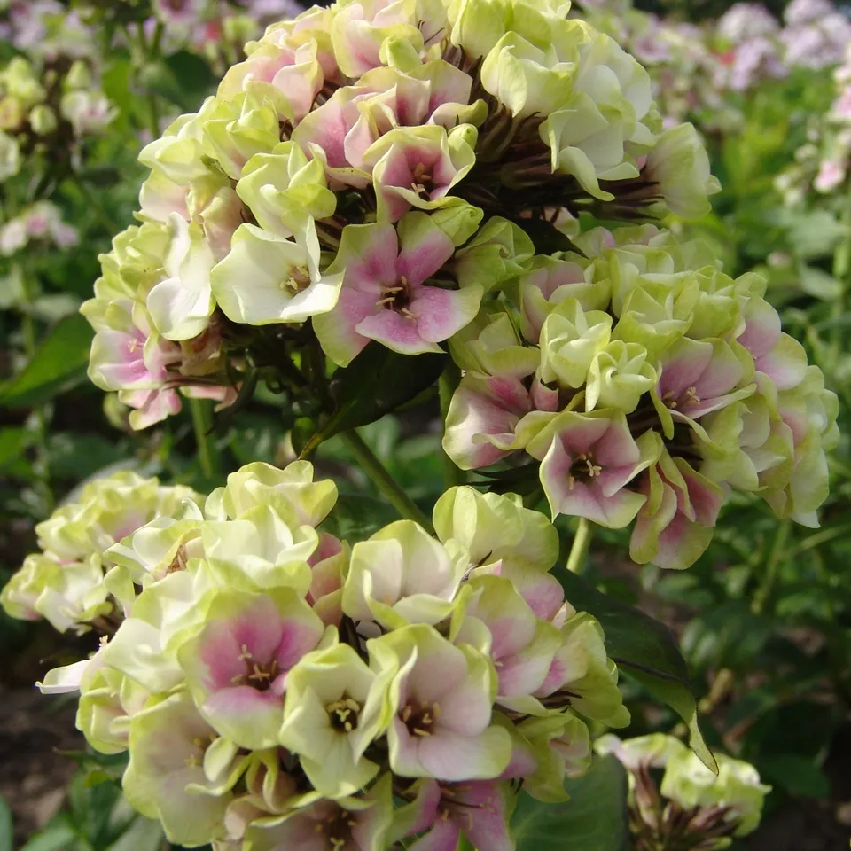 Bakker Sherbet Blend phlox pot Ø11cm rose et vert anis