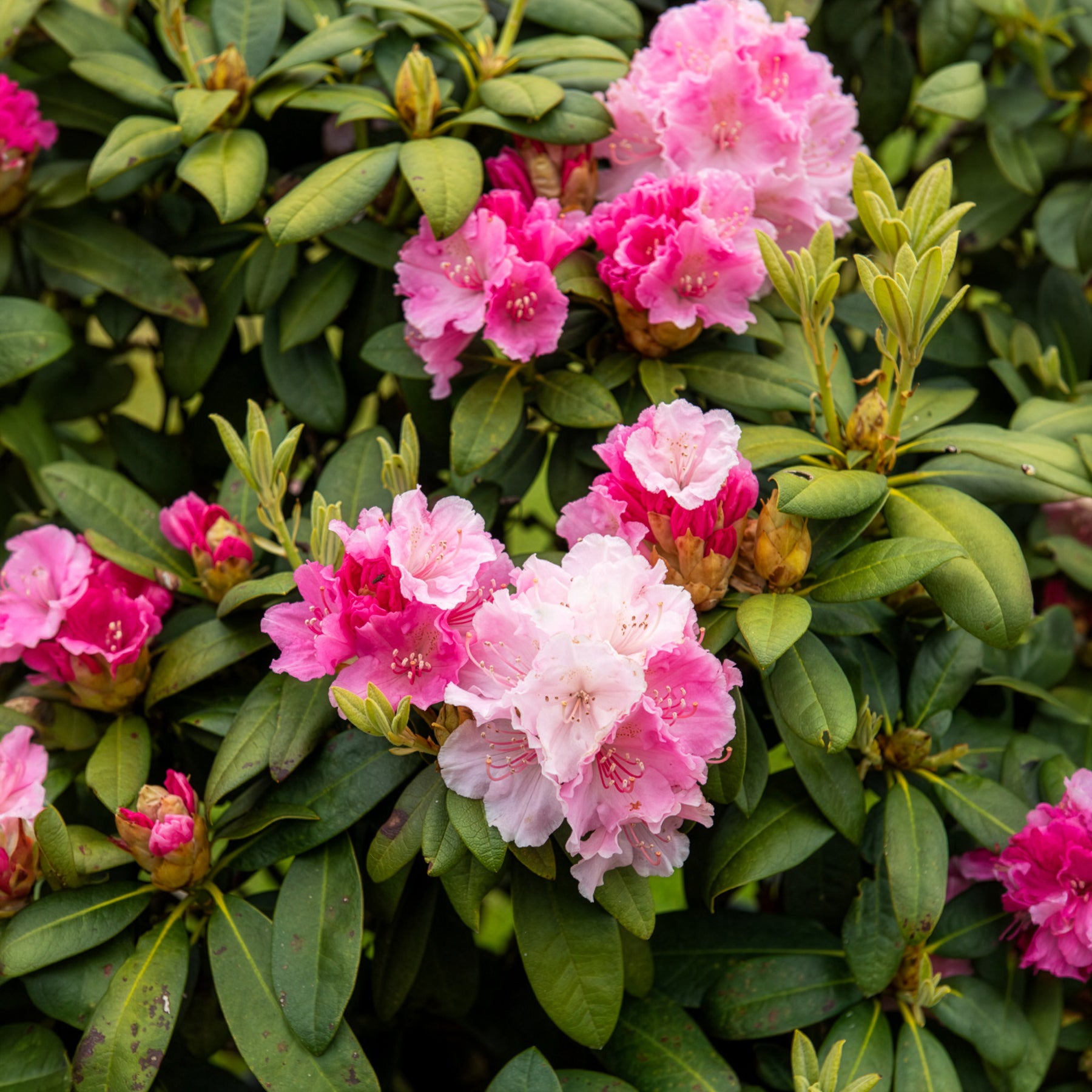 Bakker Rhododendron yak Doc arbuste pot 3L fleur rose 20-30cm