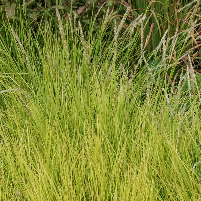 Bakker Sesleria autumnalis seslérie pot 9 cm feuillage persistant