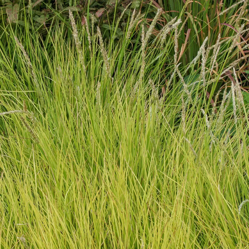 Bakker Sesleria autumnalis seslérie pot 9 cm feuillage persistant