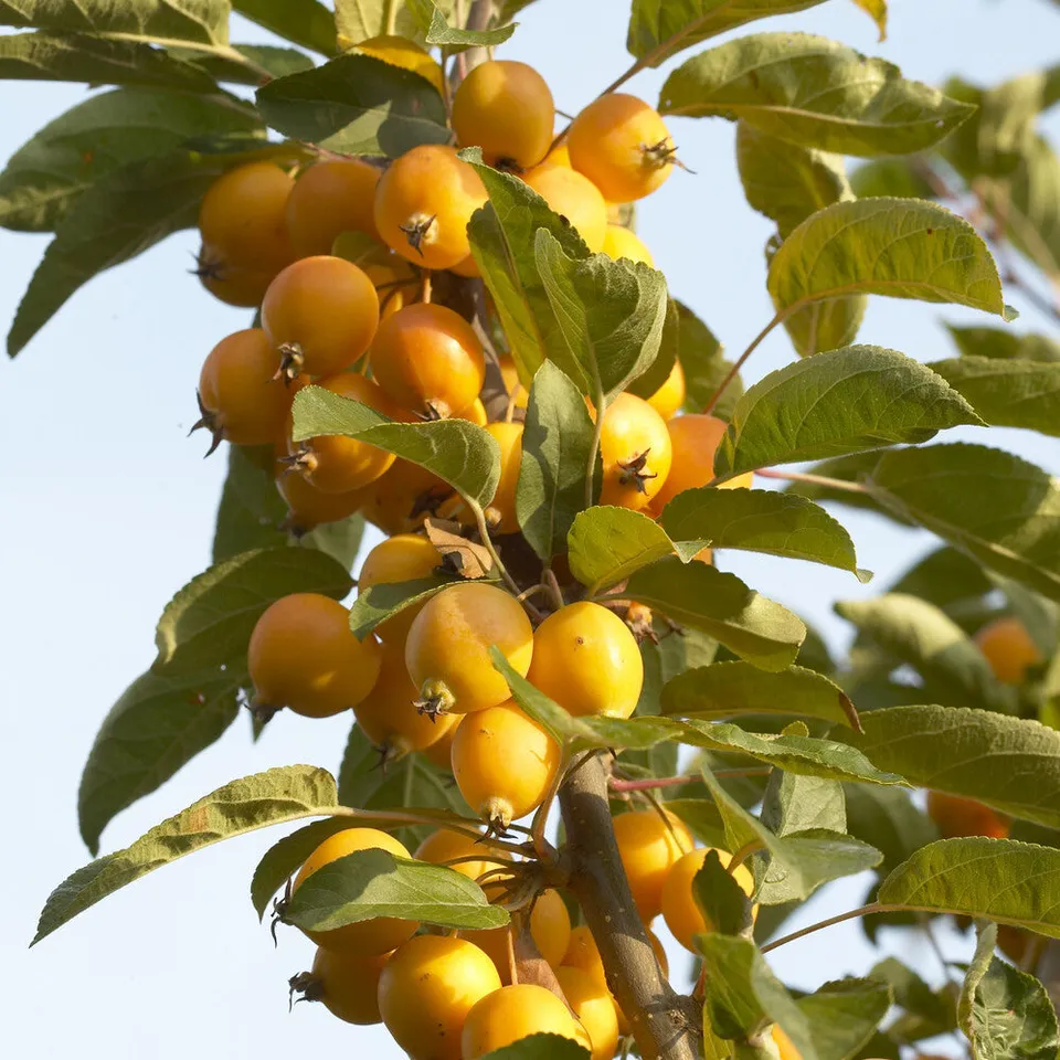 Bakker Pommier Golden Hornet ornement pot 2L jaune