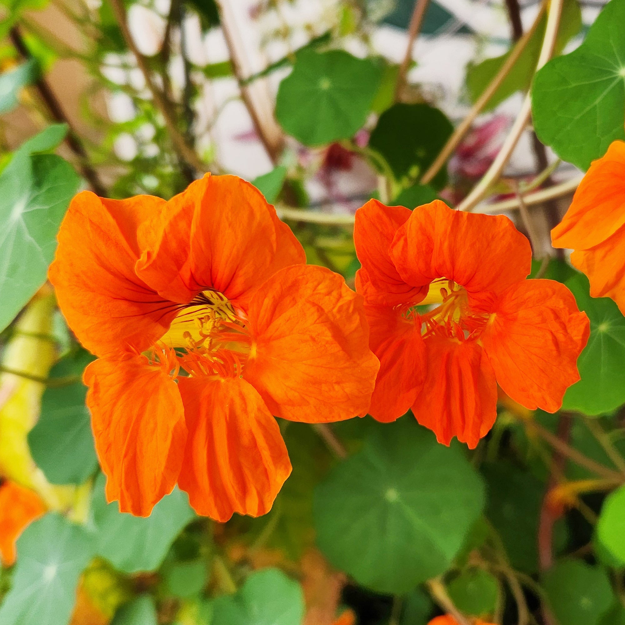Bakker Capucine orange plante terrasse pot 13cm comestible soleil