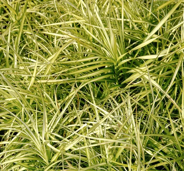 Passion Vivaces Carex Silberstreif palmier argenté godet