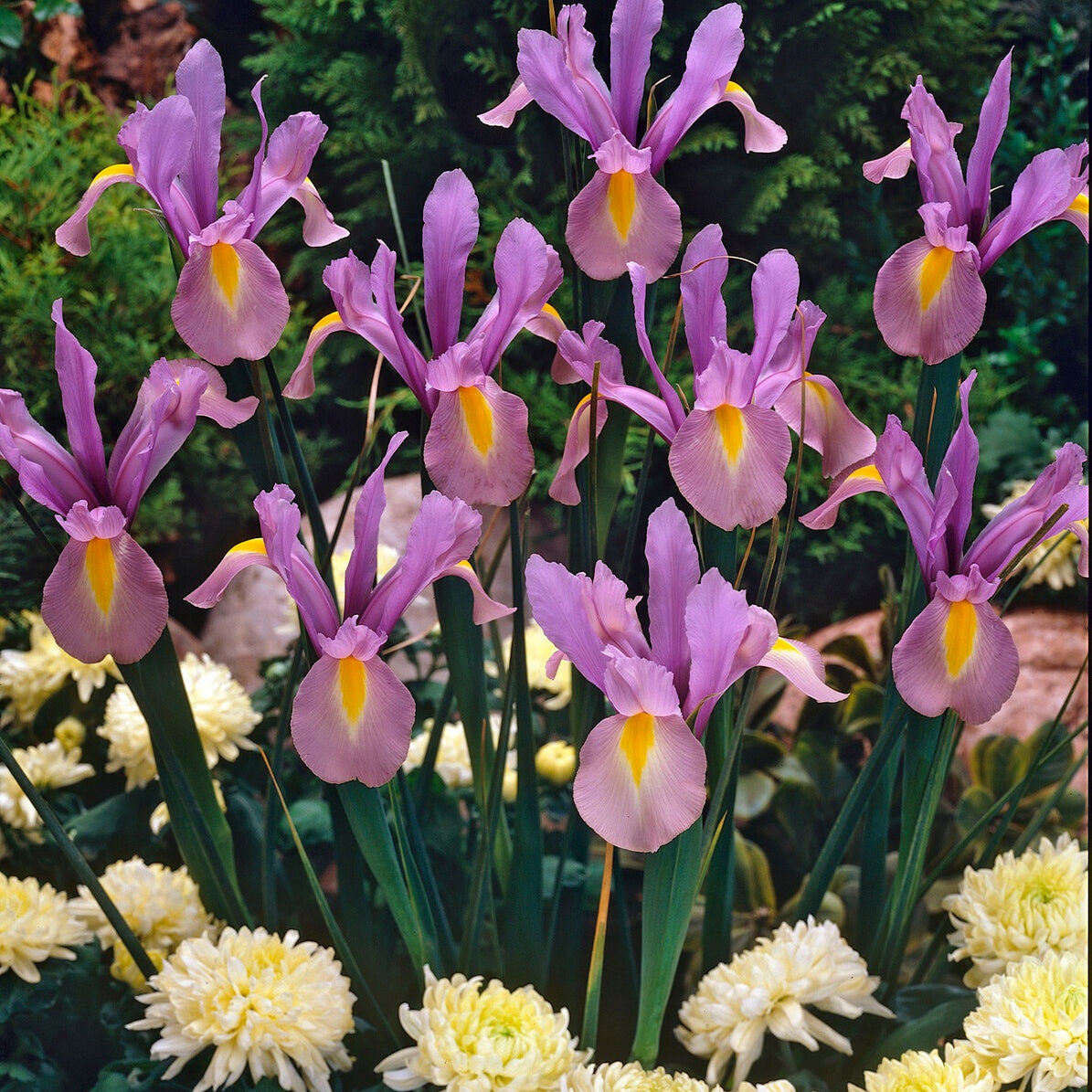 Bakker Iris de Hollande King Mauve bulbe sachet 10 fleur violet