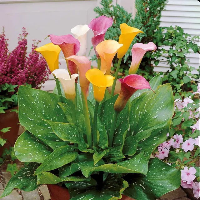 Bakker Callas blanc rose jaune bulbes sachet 3 bulbes