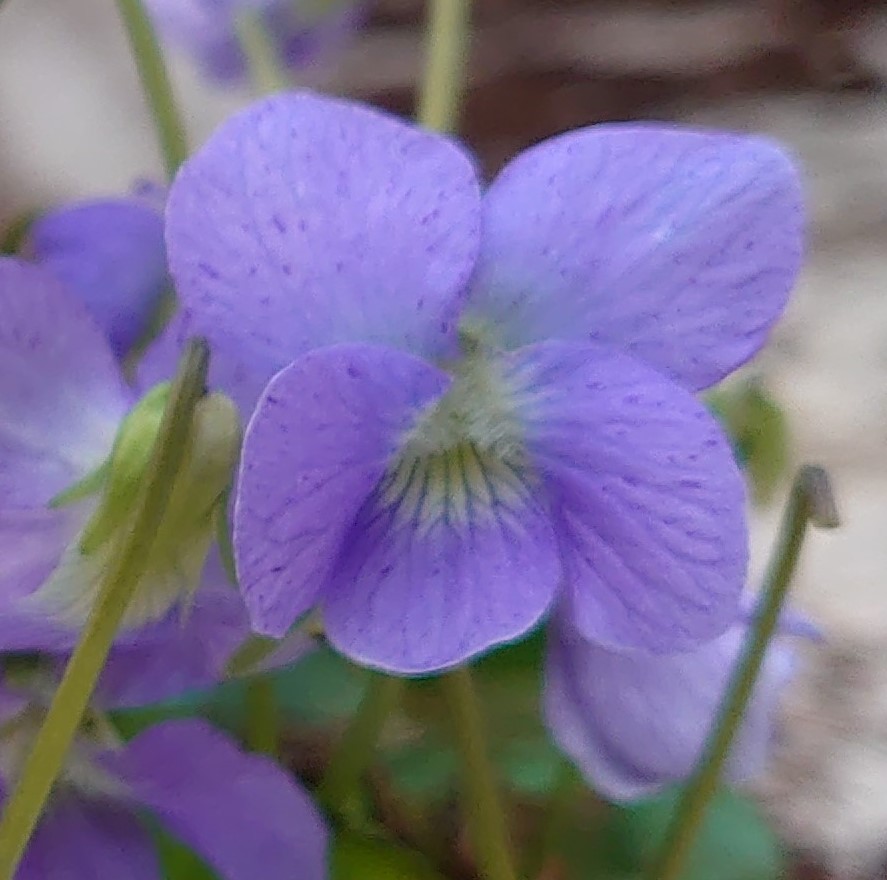 Viola sororia Dark Freckles plante vivace pot 1 L bleu violet