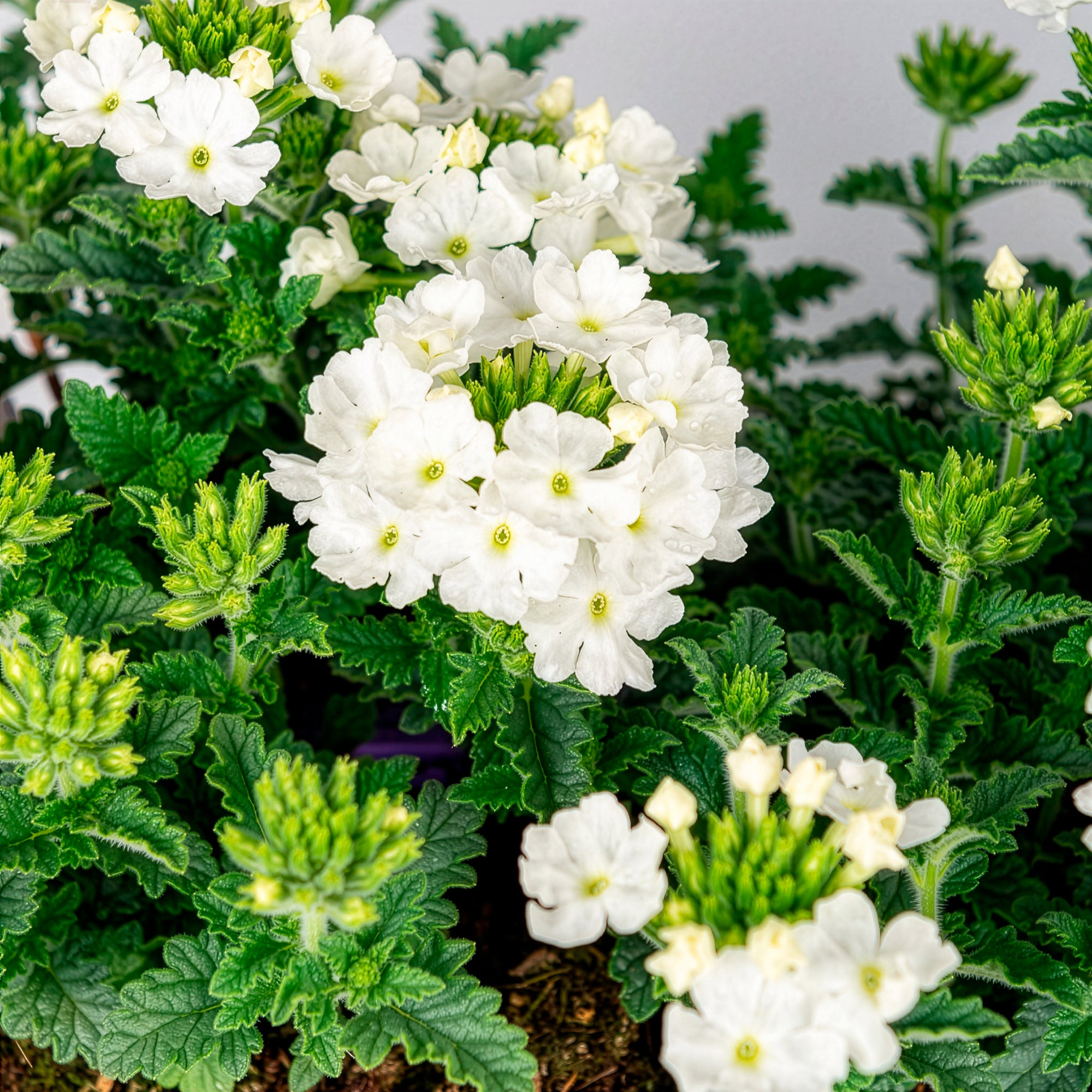 Bakker Verveine Blanche retombante pot Ø 10,5cm soleil
