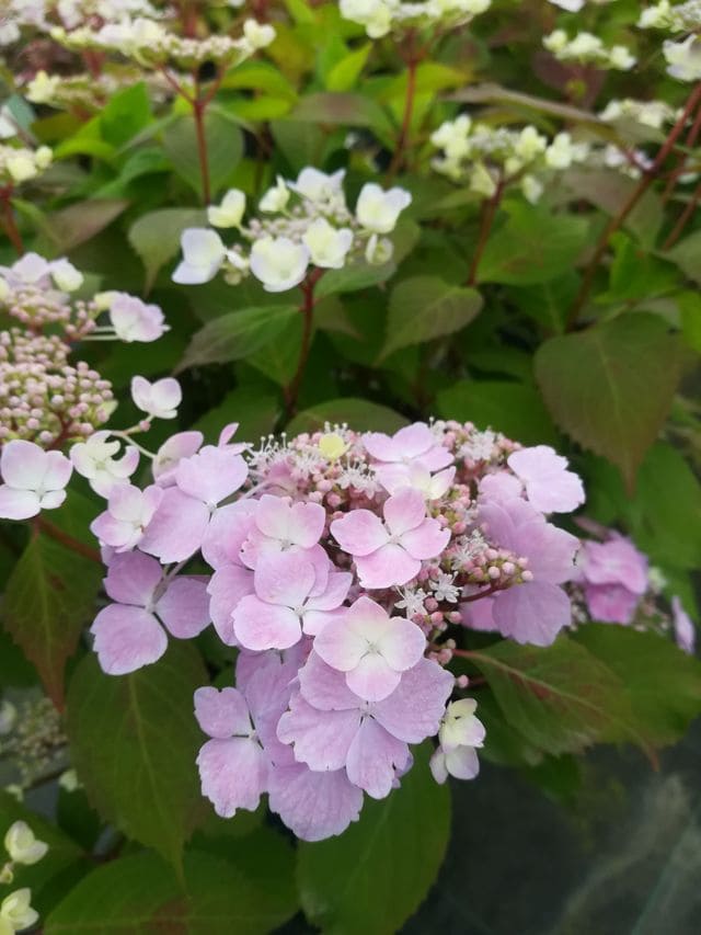 Les Hortensias du Haut Bois Graciosa Hydrangea serrata hortensia godet