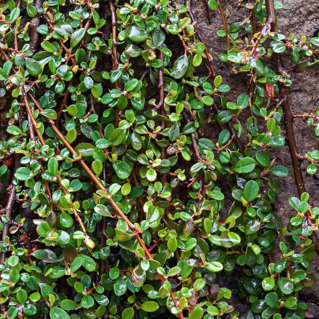 Bakker Cotonéaster de Dammer arbuste pot 1.5L 30-40cm vert