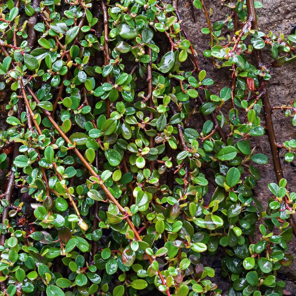 Bakker Cotonéaster de Dammer arbuste pot 1.5L 30-40cm vert