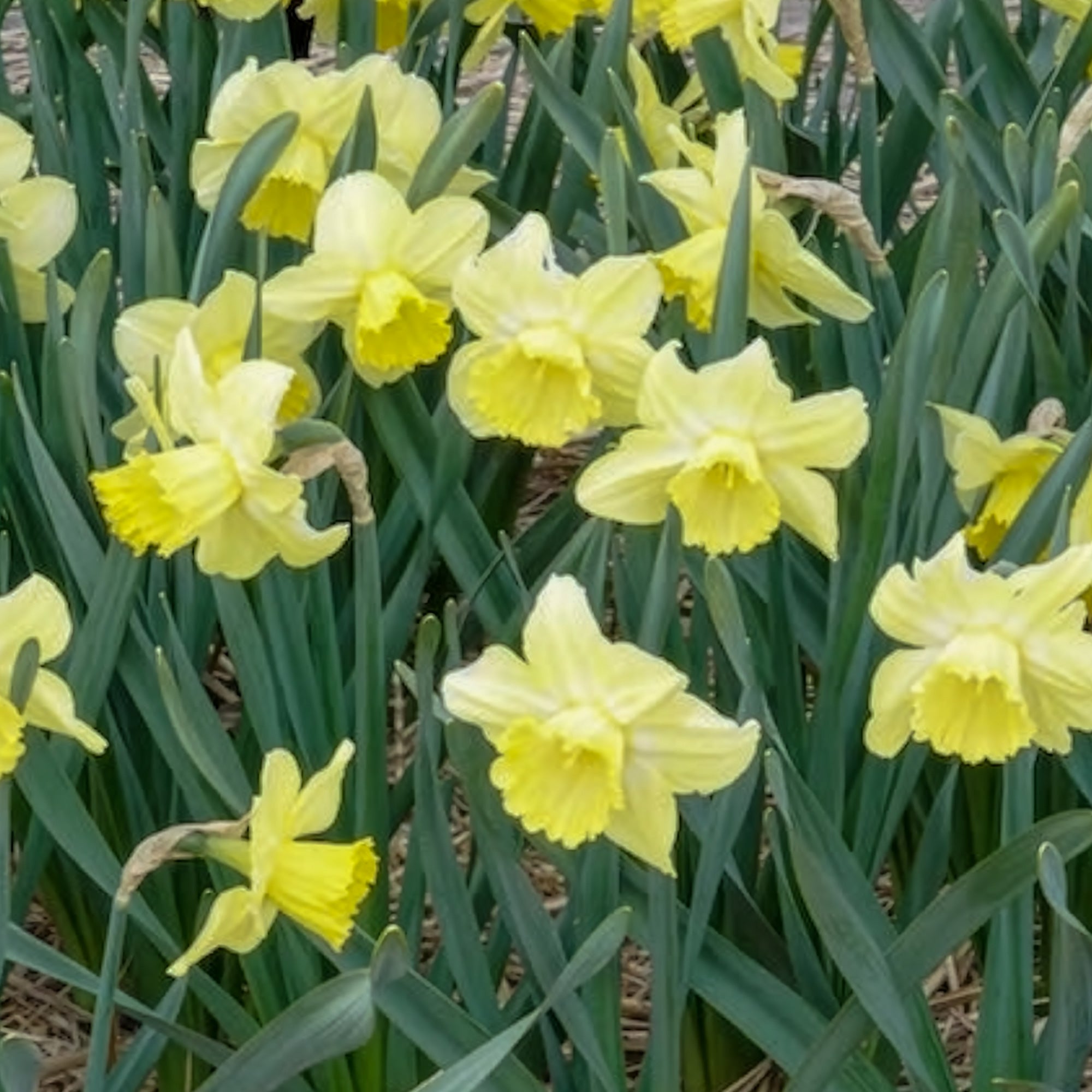 Bakker Narcisse Avalon grande couronne 5 bulbes jaune