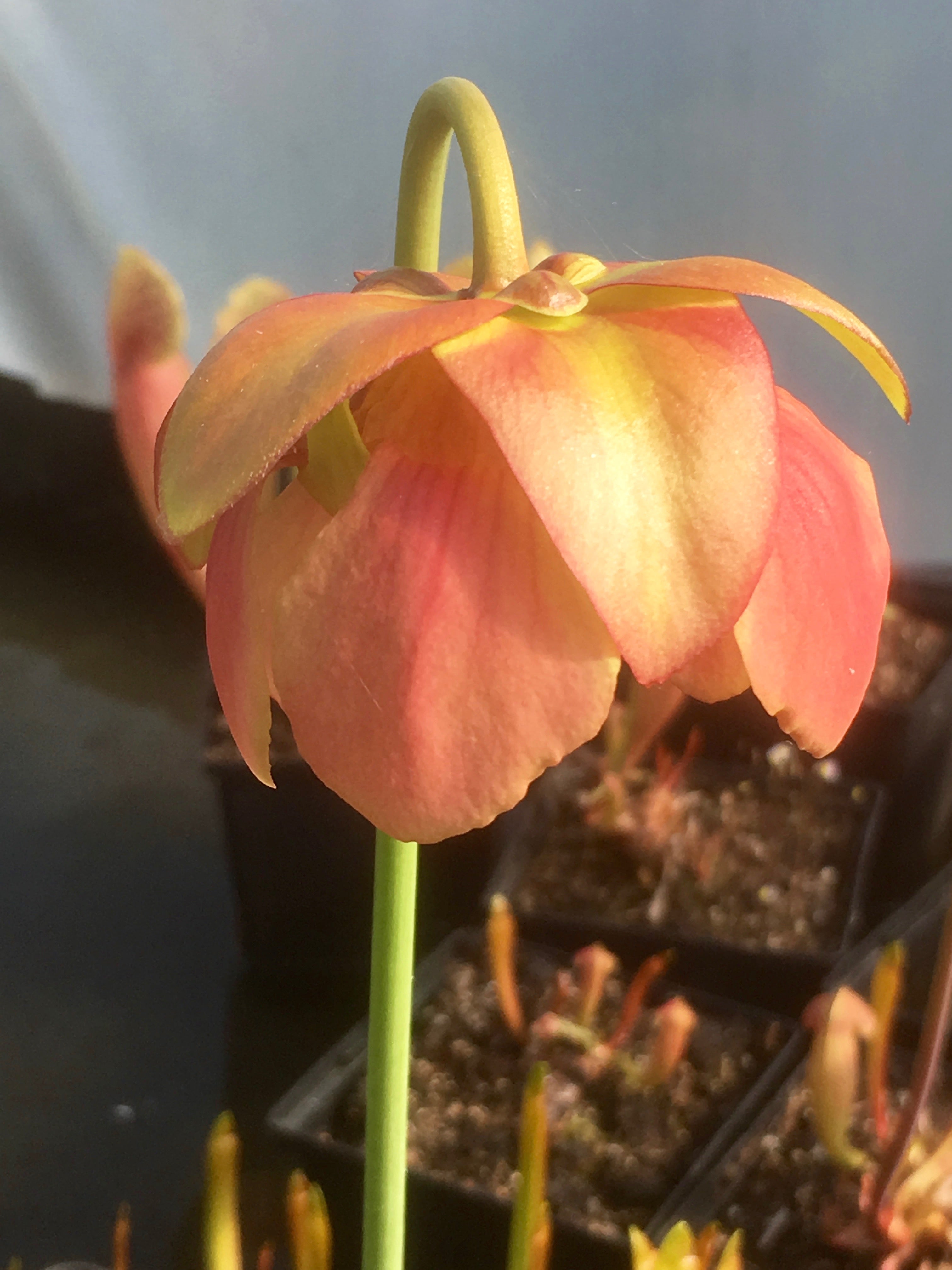 Carniflore Sarracenia x barba plante carnivore orange