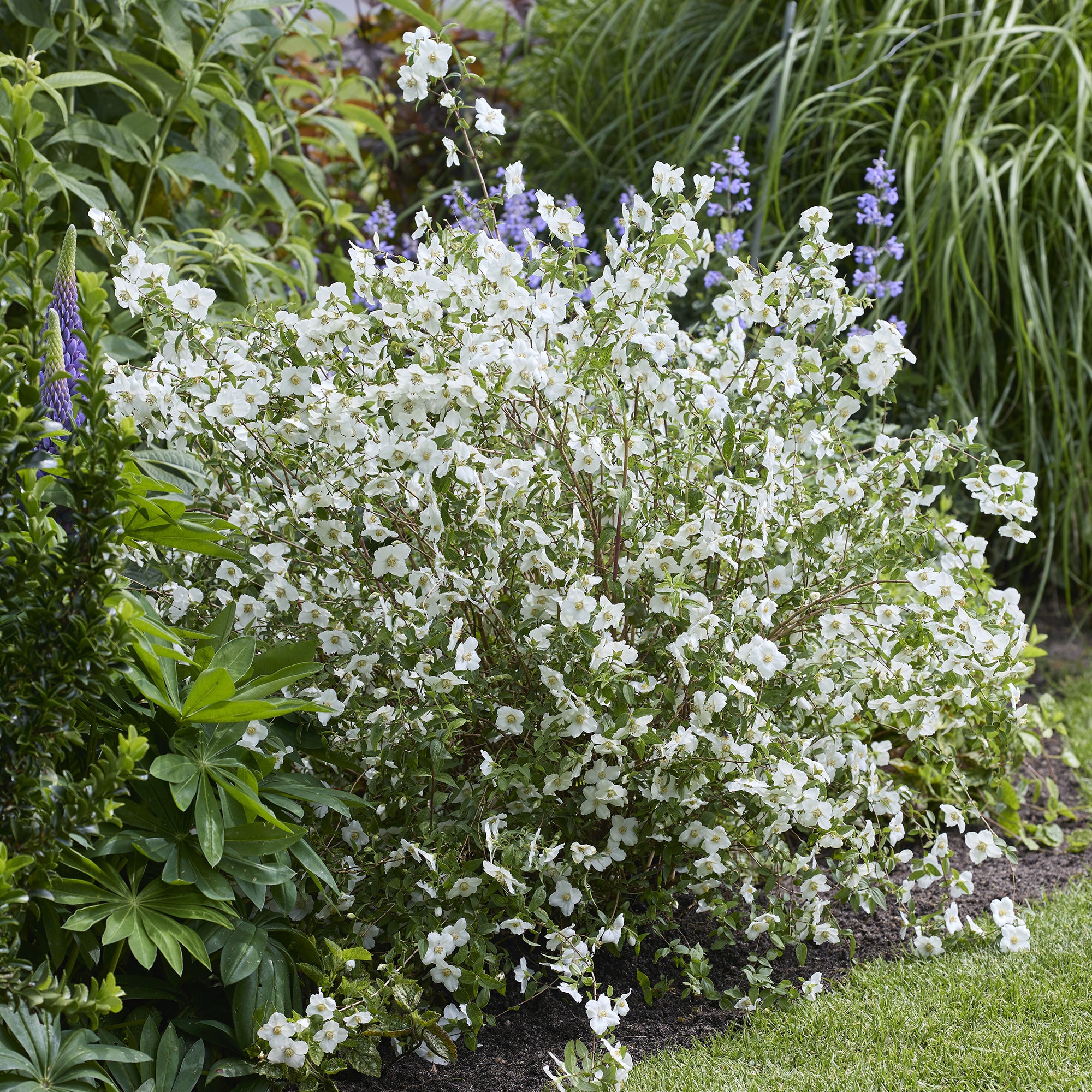 Bakker Arbustes Seringat Petite Perfume White pot Ø 9cm blanc