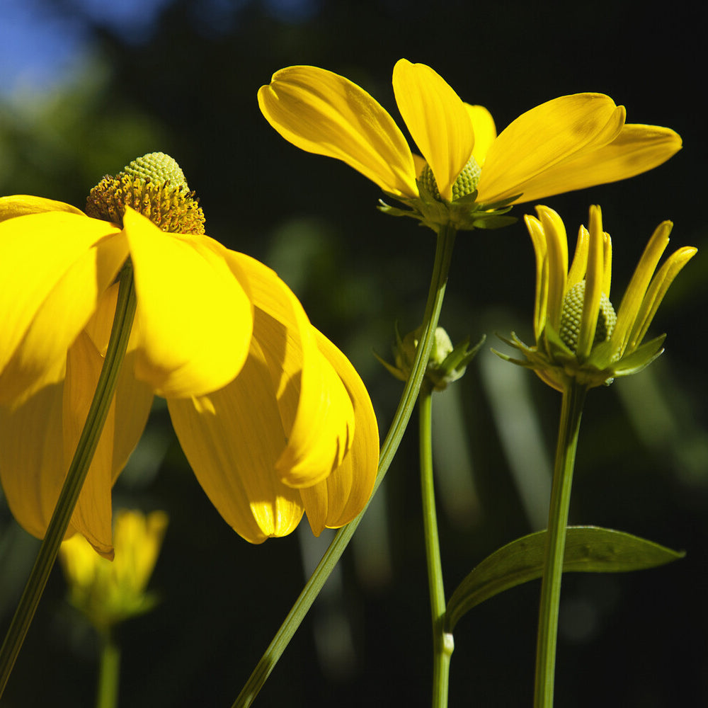 Bakker Herbstsonne rudbeckia jaune pot 9cm 150cm
