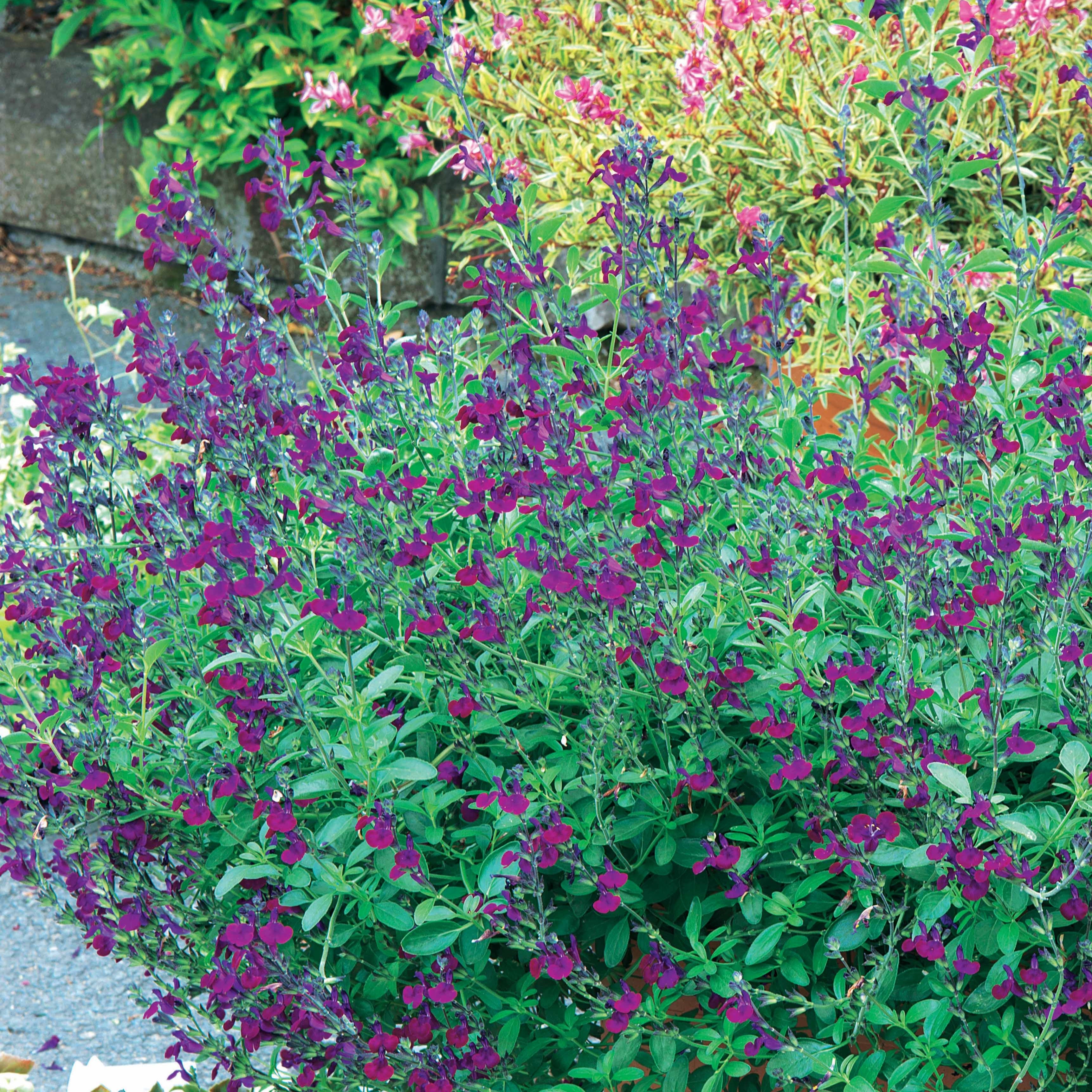 Bakker Sauge Violette de Loire pot 8cm violet