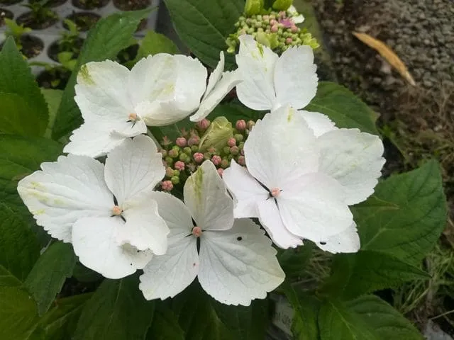 Les Hortensias du Haut Bois Sturton Lace hortensia fleurs plates godet