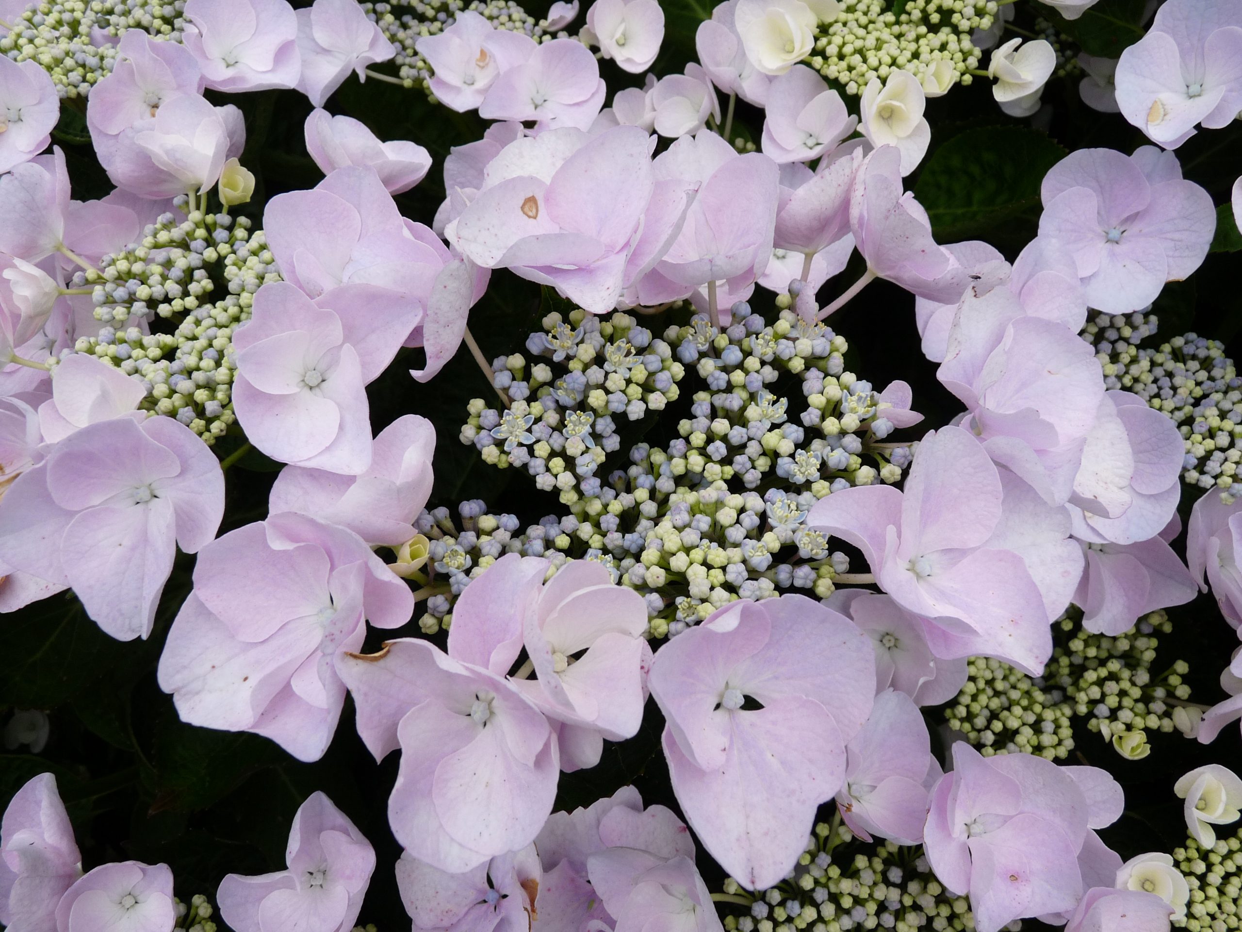 Les Hortensias du Haut Bois Hobella hortensia dentelle rose